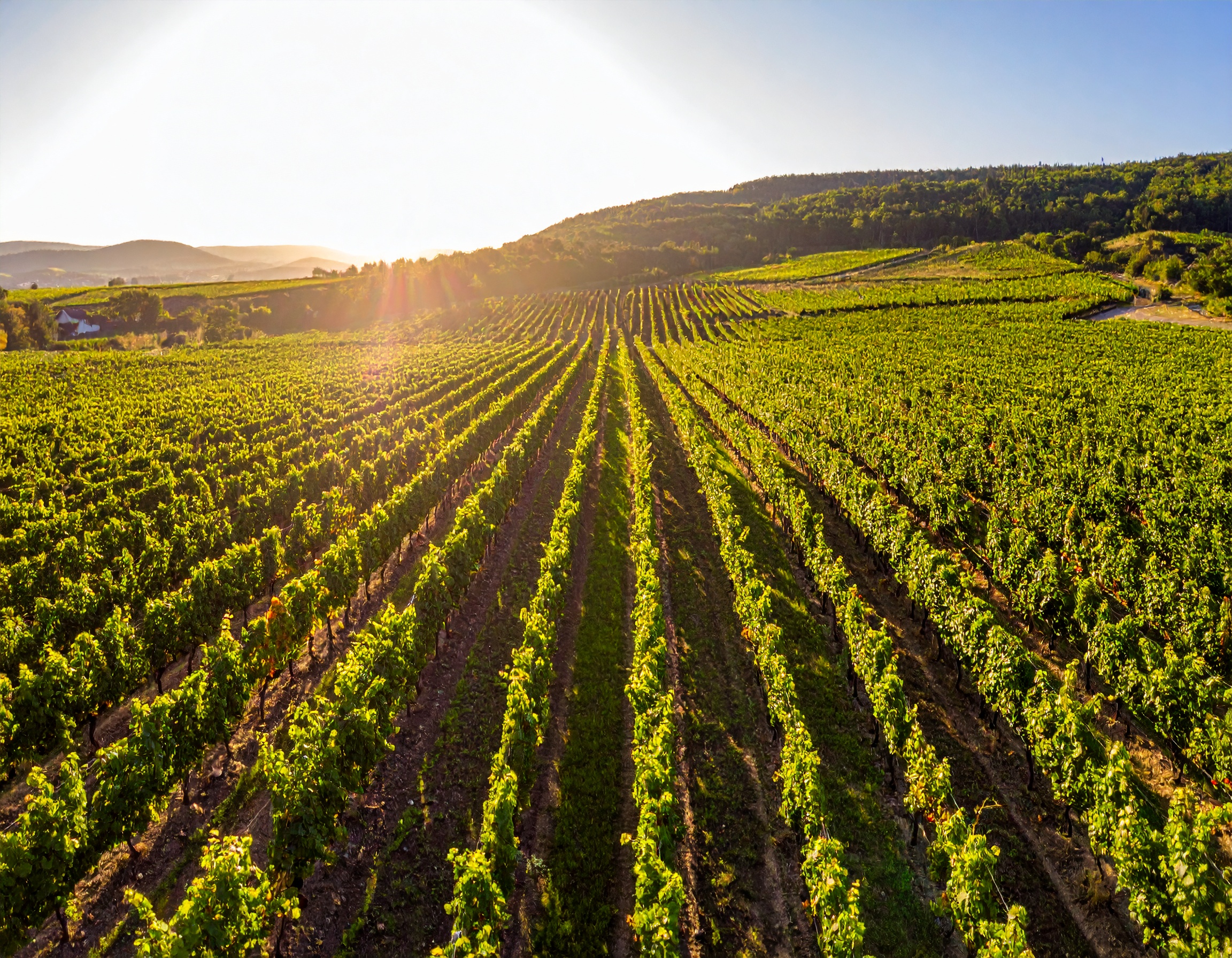 Grandes cultures : vers un programme phyto économe en intrant
