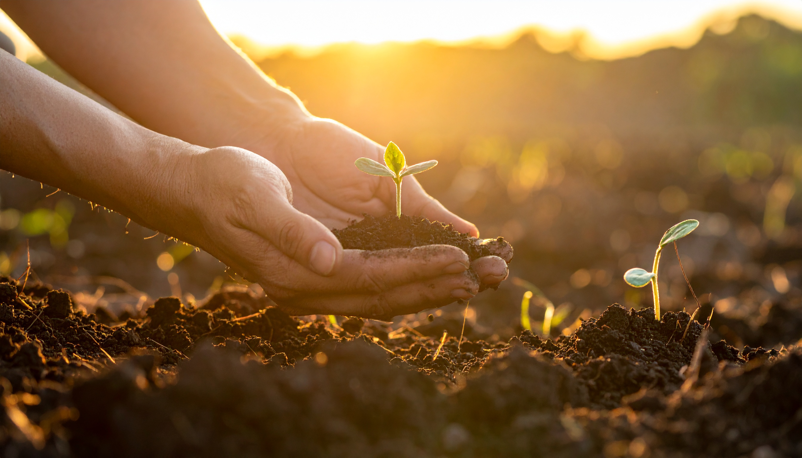 Mains tenant une graine - Agriculture naturelle